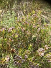 Serruria fasciflora