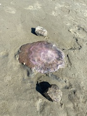 Cnidaria