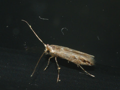 Phyllonorycter issikii