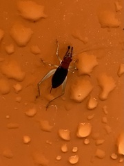Phyllopalpus pulchellus