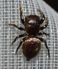 Heliophanus