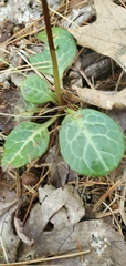 Pyrola americana