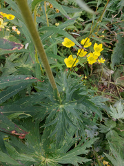 Aconitum barbatum