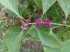Callicarpa americana