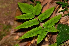 Pteris