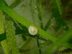 Steromphala umbilicalis