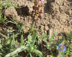 Lachenalia mutabilis