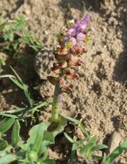 Lachenalia mutabilis