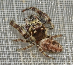 Macaroeris nidicolens