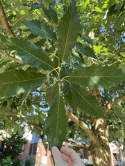 Quercus muehlenbergii
