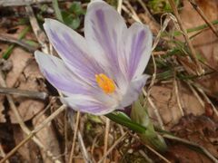 Crocus vernus
