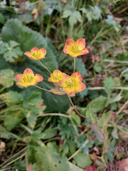 Bupleurum multinerve