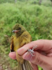 Mionectes oleagineus