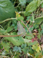 Bupleurum multinerve