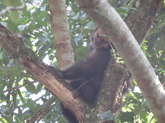 Sapajus nigritus