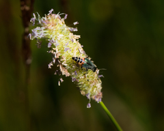 Cordylepherus viridis