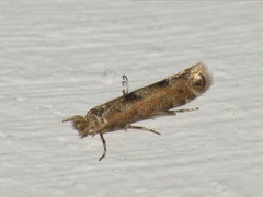 Phyllonorycter pastorella