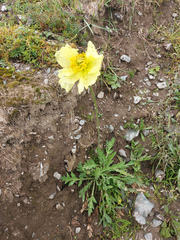Papaver nudicaule