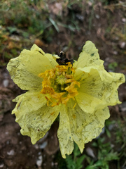 Papaver nudicaule