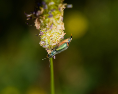 Cordylepherus viridis