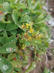 Sibbaldia procumbens
