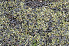 Cerastium