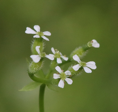 Anthriscus caucalis