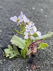 Cakile arctica