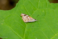 Libytheana carinenta