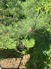 Pinus resinosa