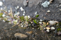 Draba verna
