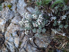 Leontopodium microphyllum