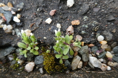 Cerastium
