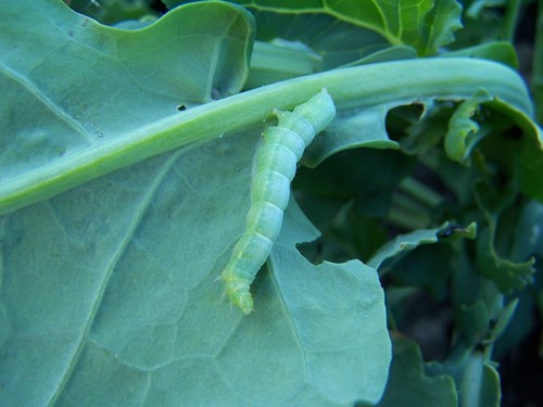 Cabbage Looper Moth