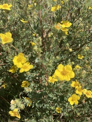 Dasiphora fruticosa