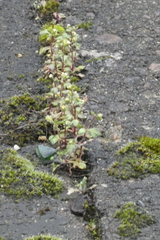 Saxifraga tridactylites