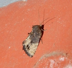 Elusa
