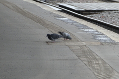 Columba livia domestica