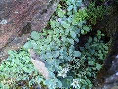 Phedimus subcapitatum