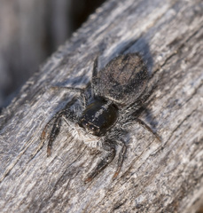 Ocrisiona leucocomis