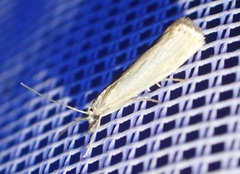 Agriphila straminella
