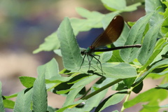 Calopteryx virgo