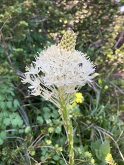 Xerophyllum tenax