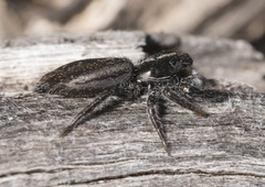 Ocrisiona leucocomis