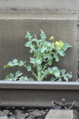 Brassica napus