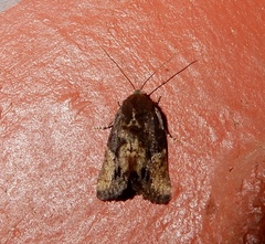 Elusa
