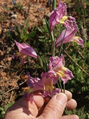 Gladiolus carinatus