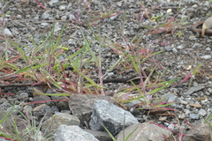 Bromus