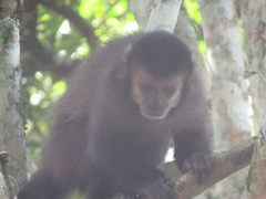 Sapajus nigritus