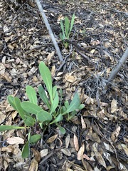 Protea acaulos